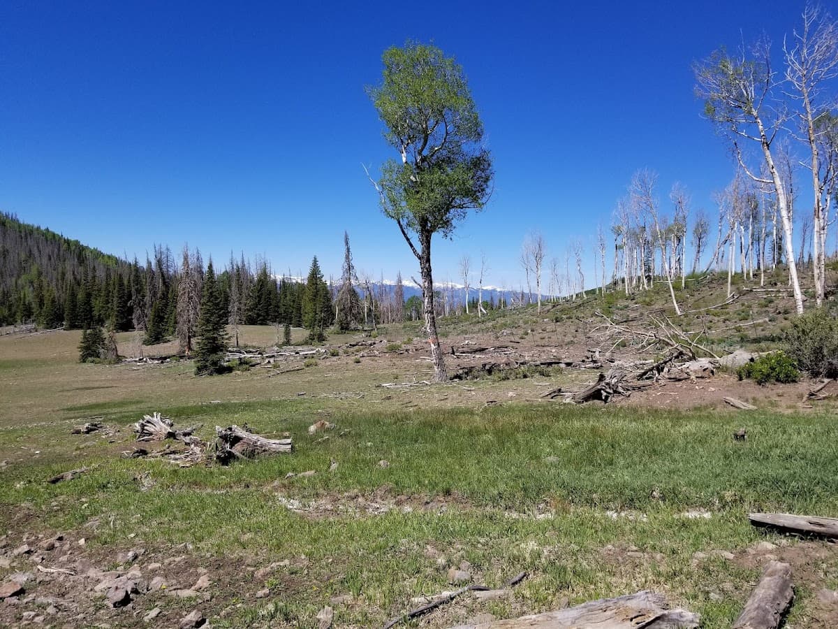 Sawmill Flat