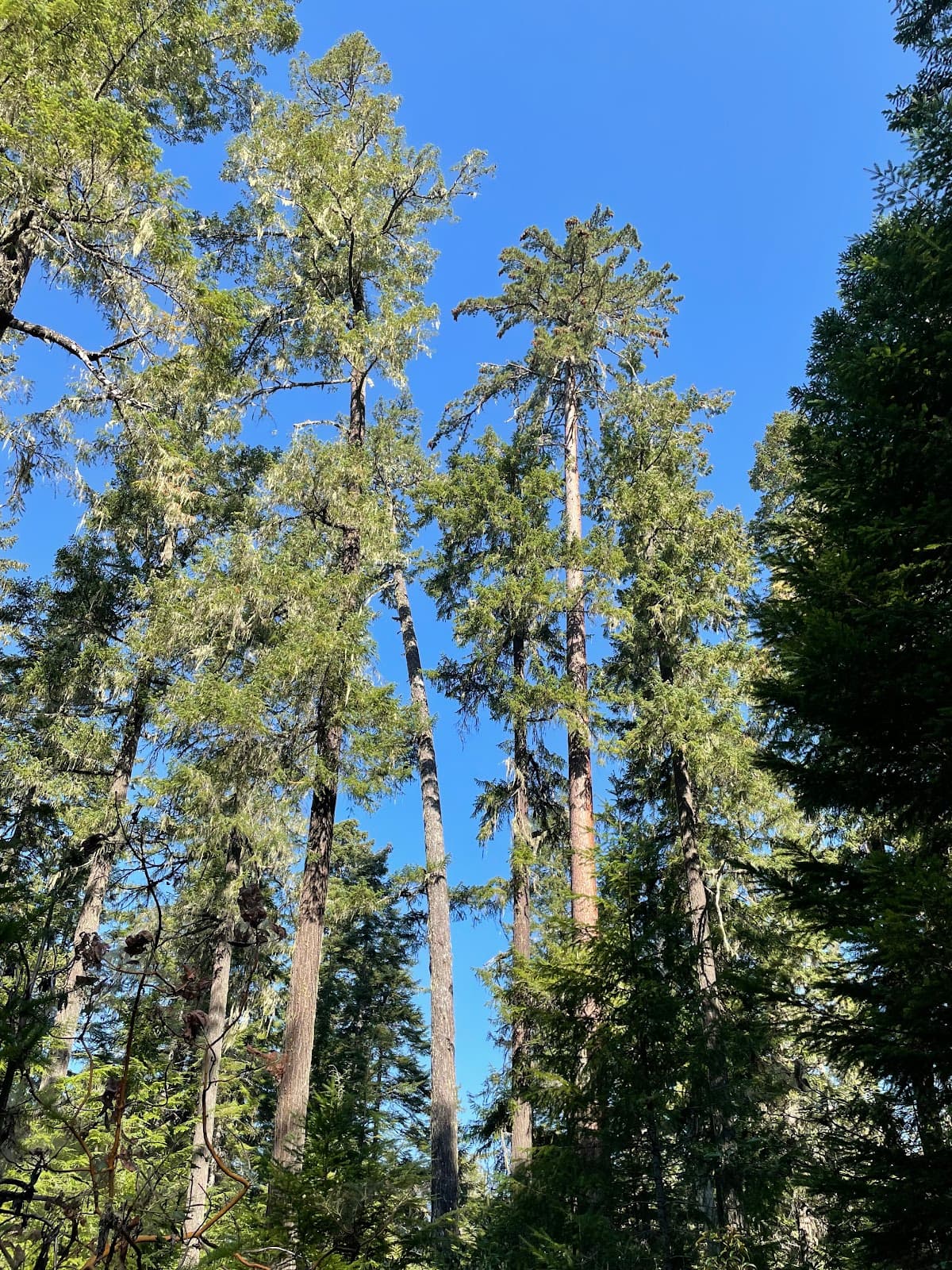 Sugar Pine Flat