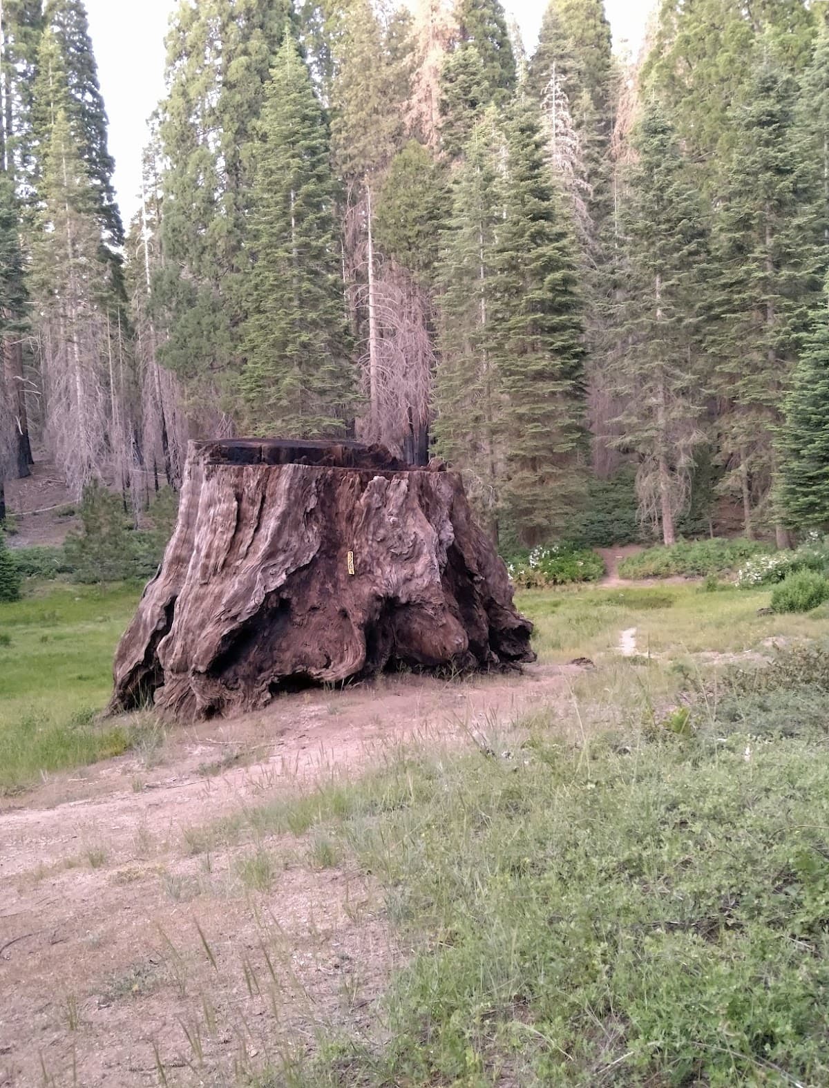 Hitchcock Meadow