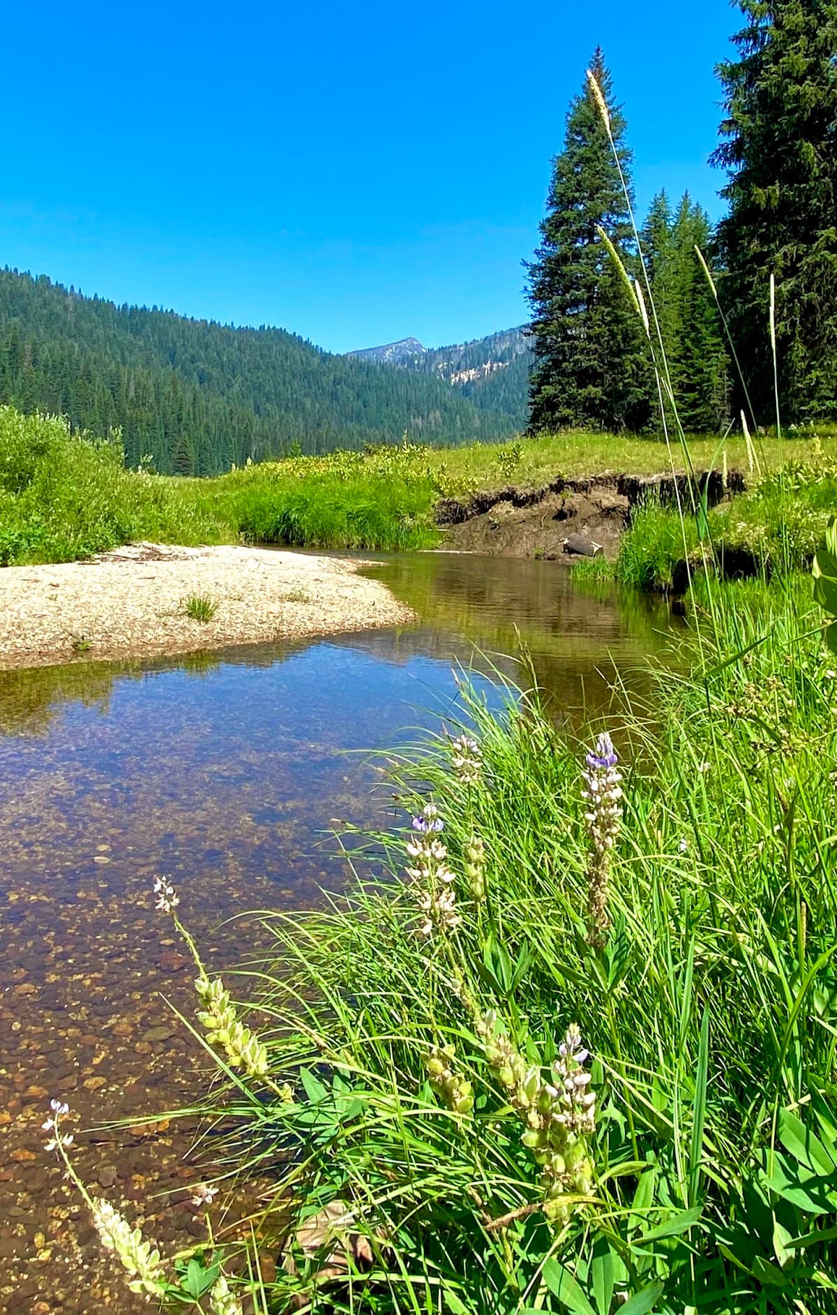 West Eagle Meadow