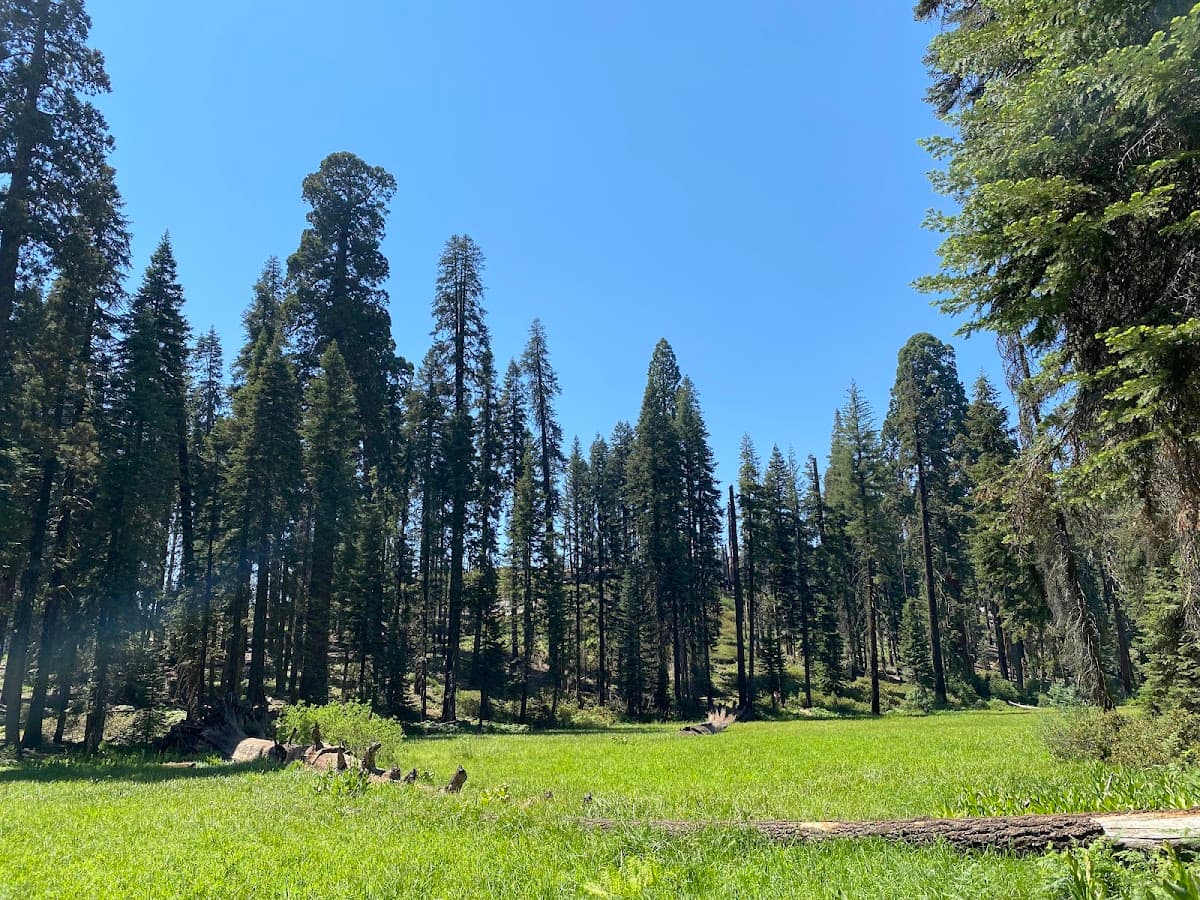Log Meadow