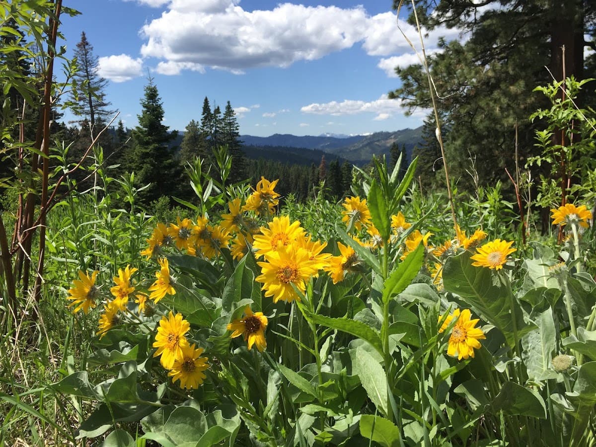 Tronsen Meadow