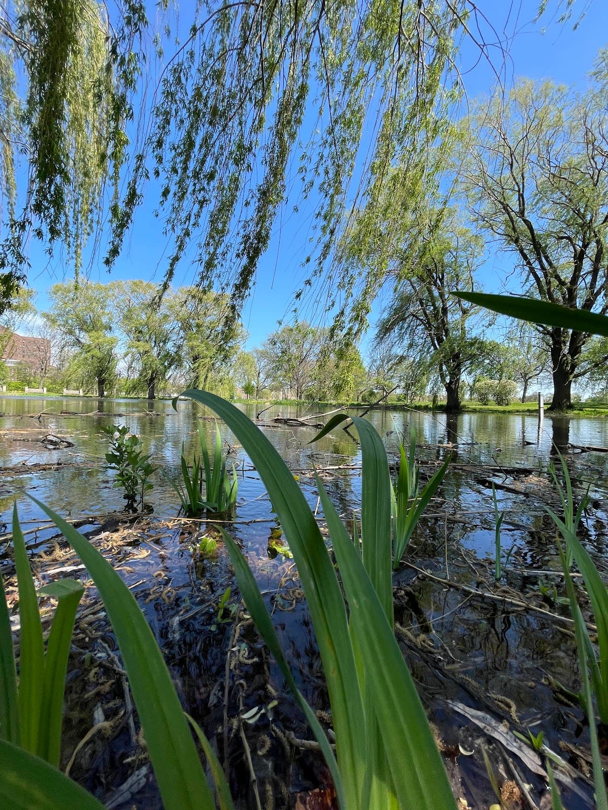 Douglas Park Lagoon