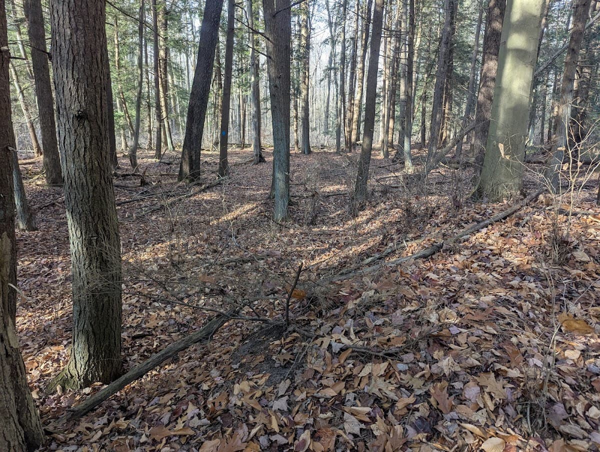 Jasper Woods