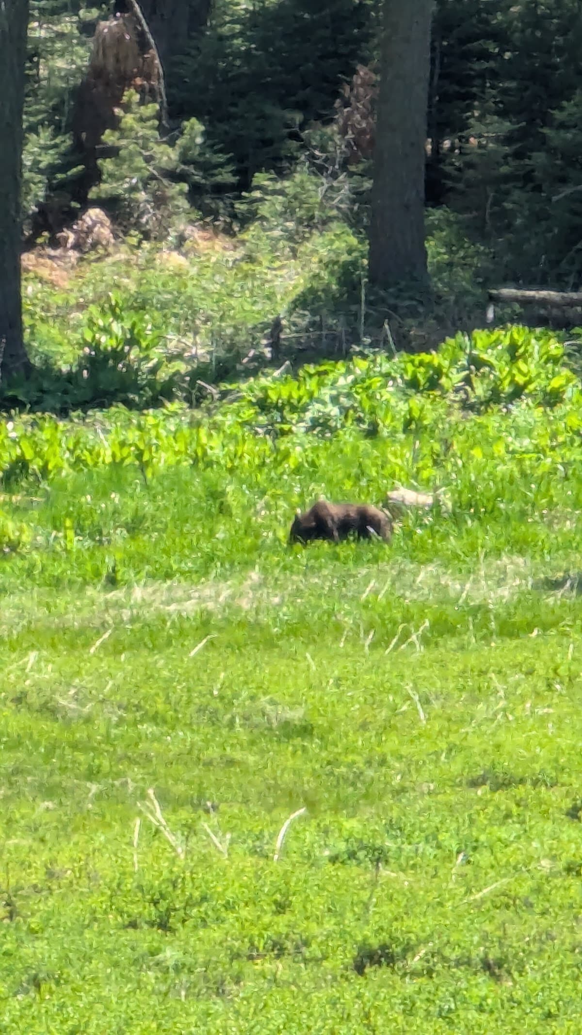 Huckleberry Meadow