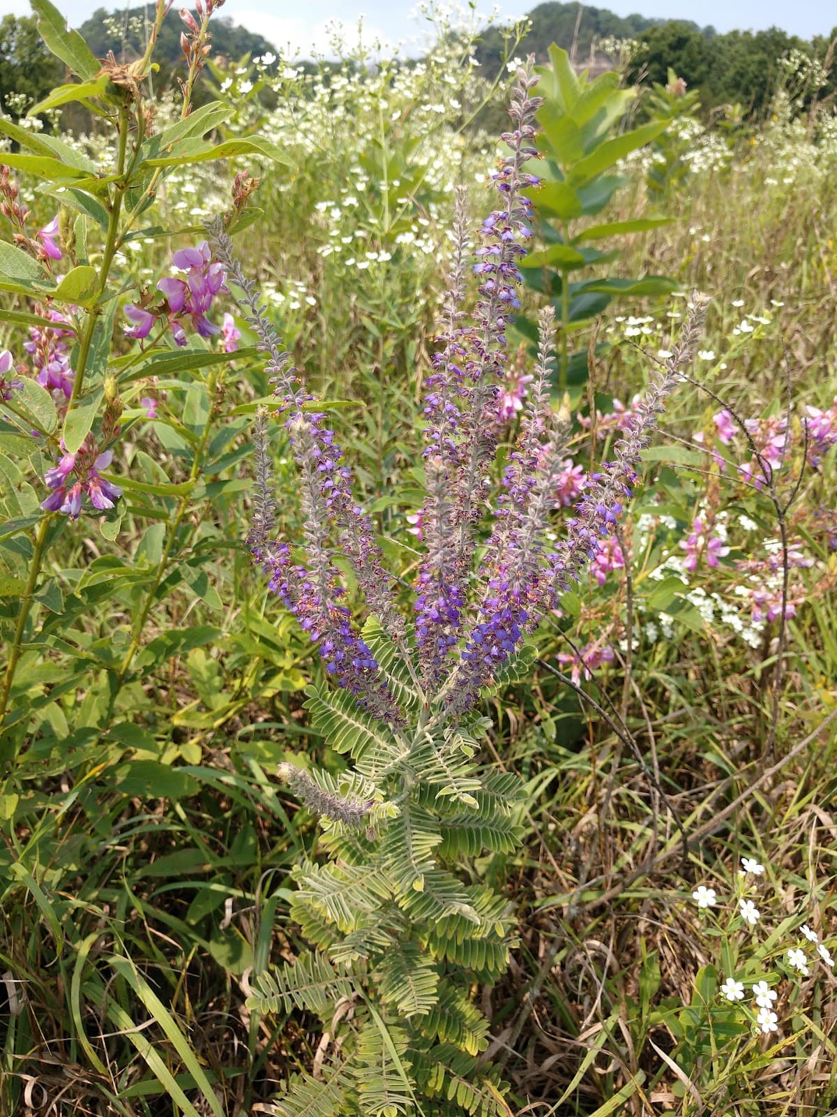 Cassell Prairie