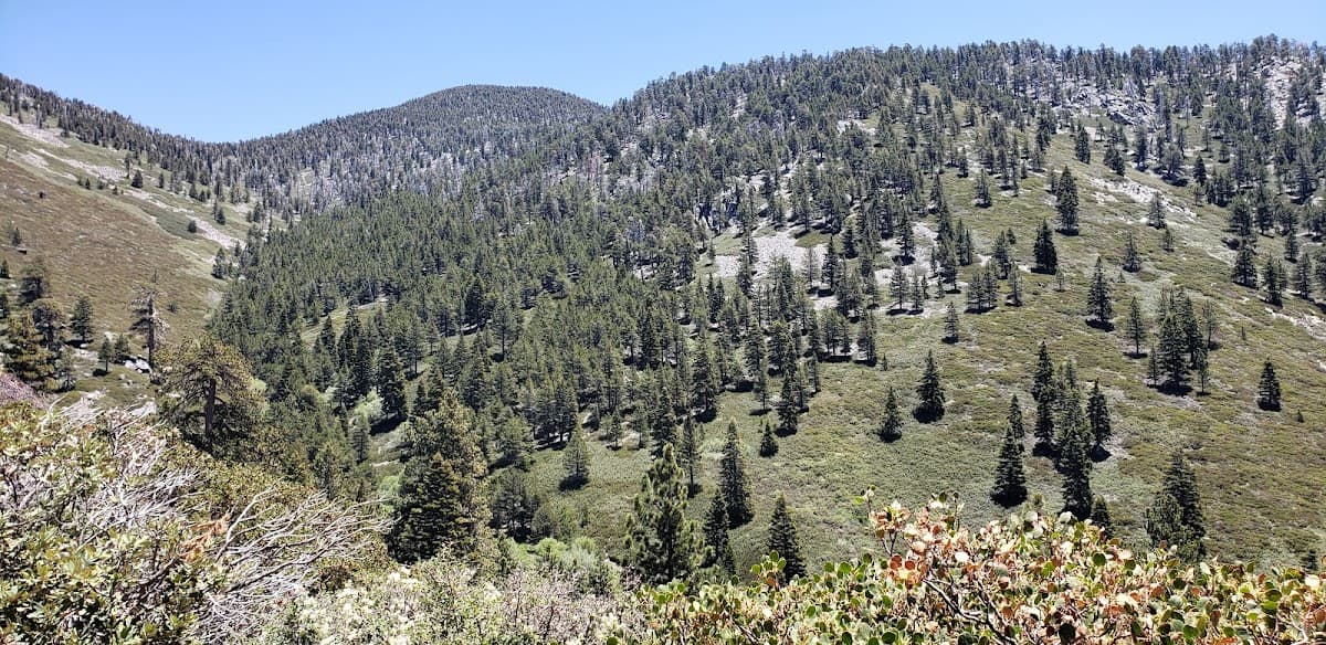 Plummer Meadows