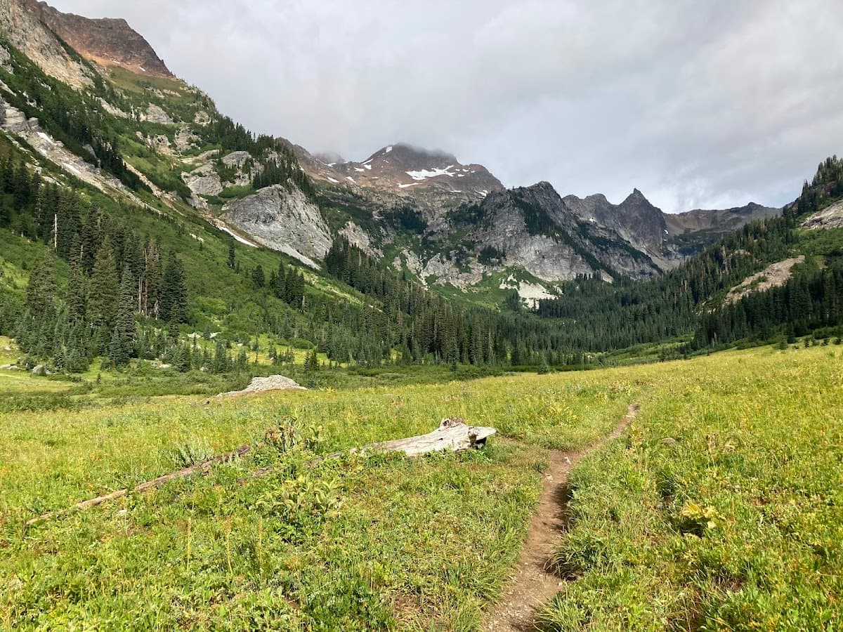 Spider Meadow