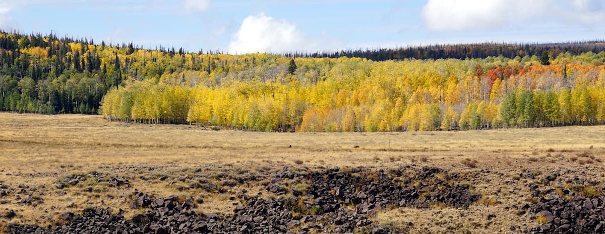 Horse Pasture