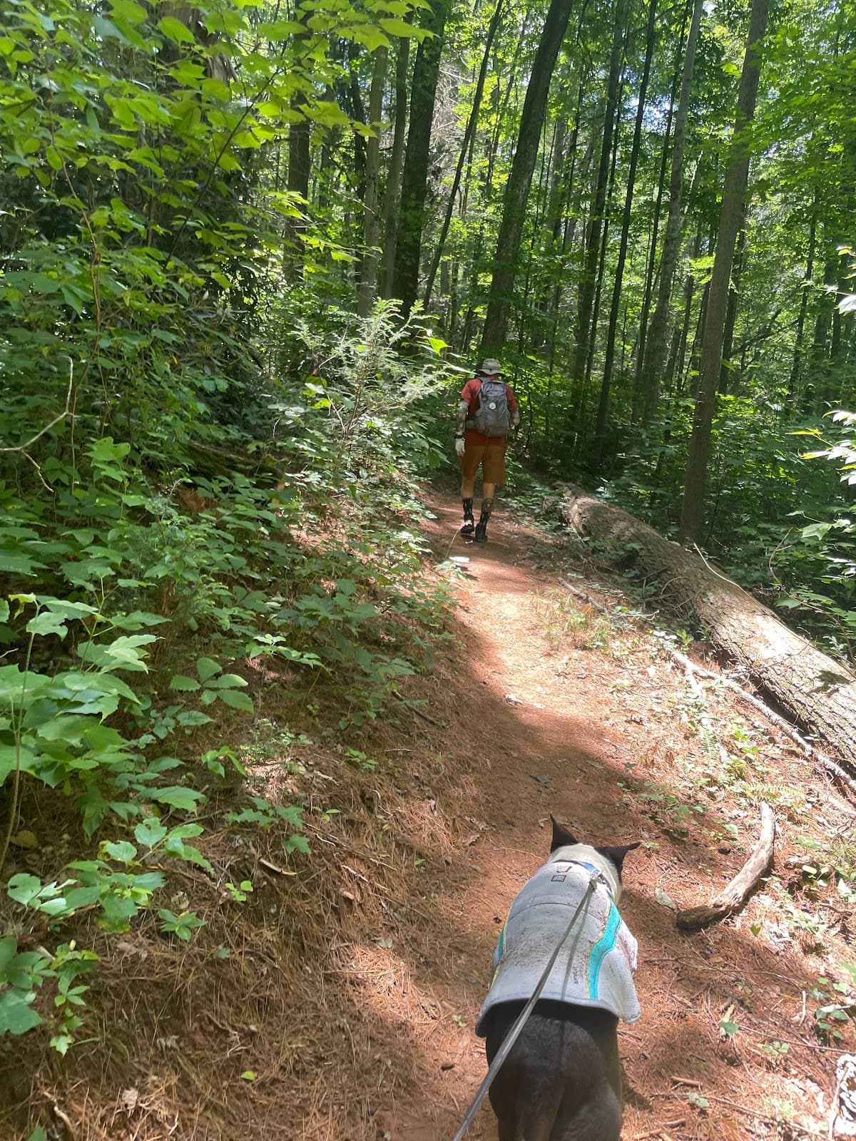Pond Mountain Wilderness