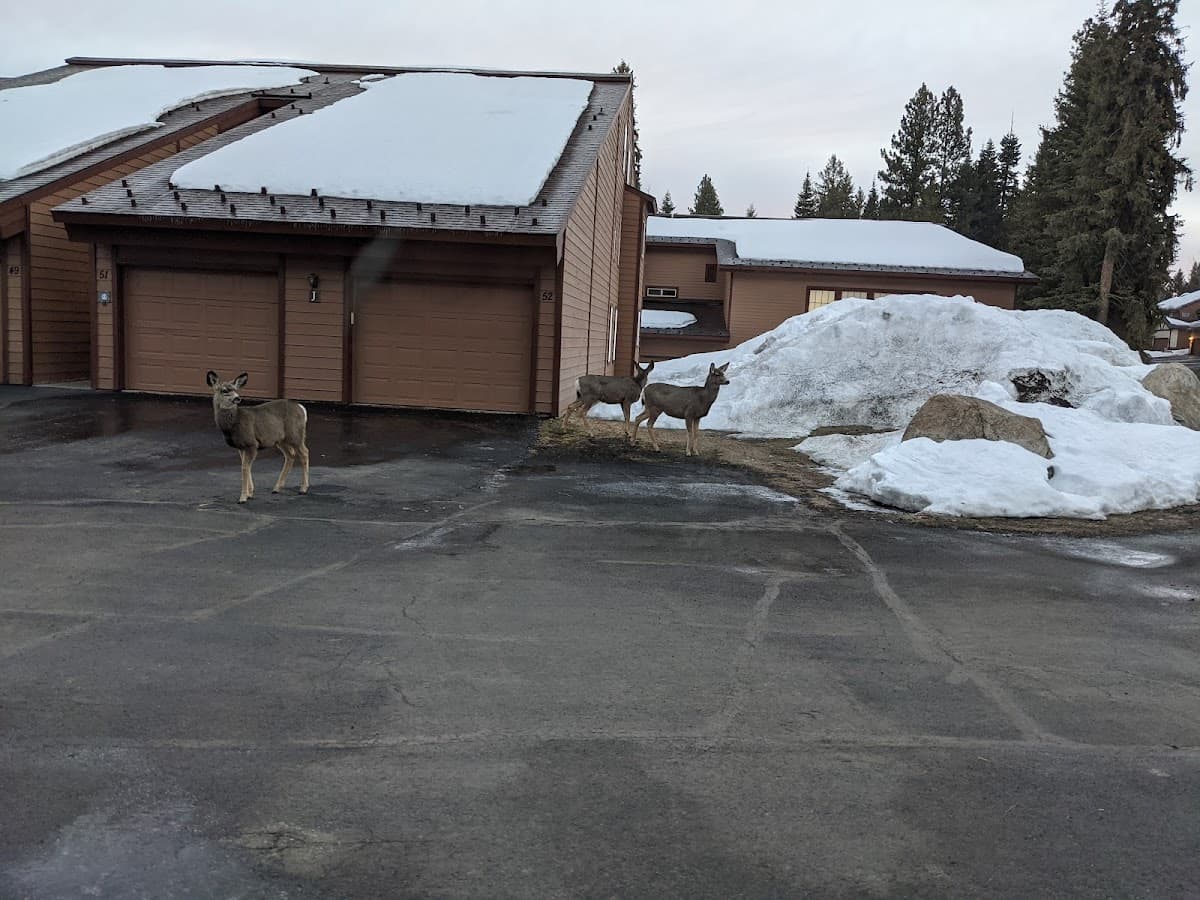 Aspen Timeshares
