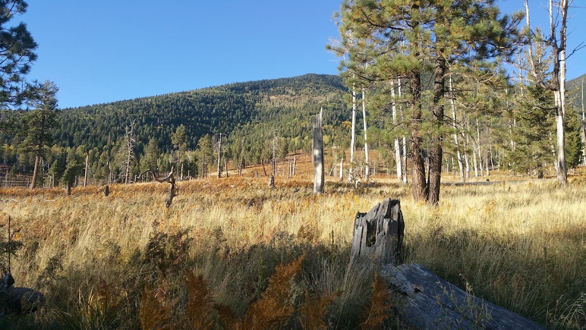 Freidlein Prairie