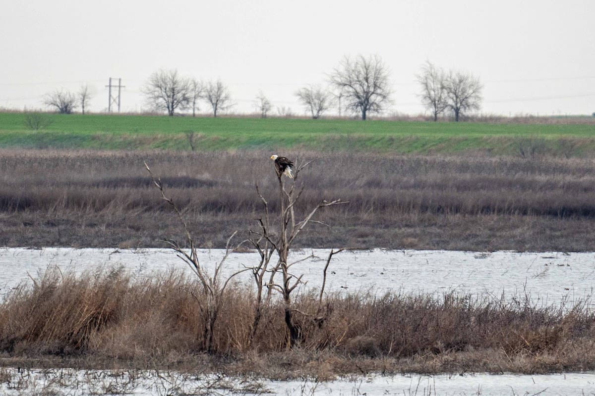 Hackberry Flat Wildlife Management Area