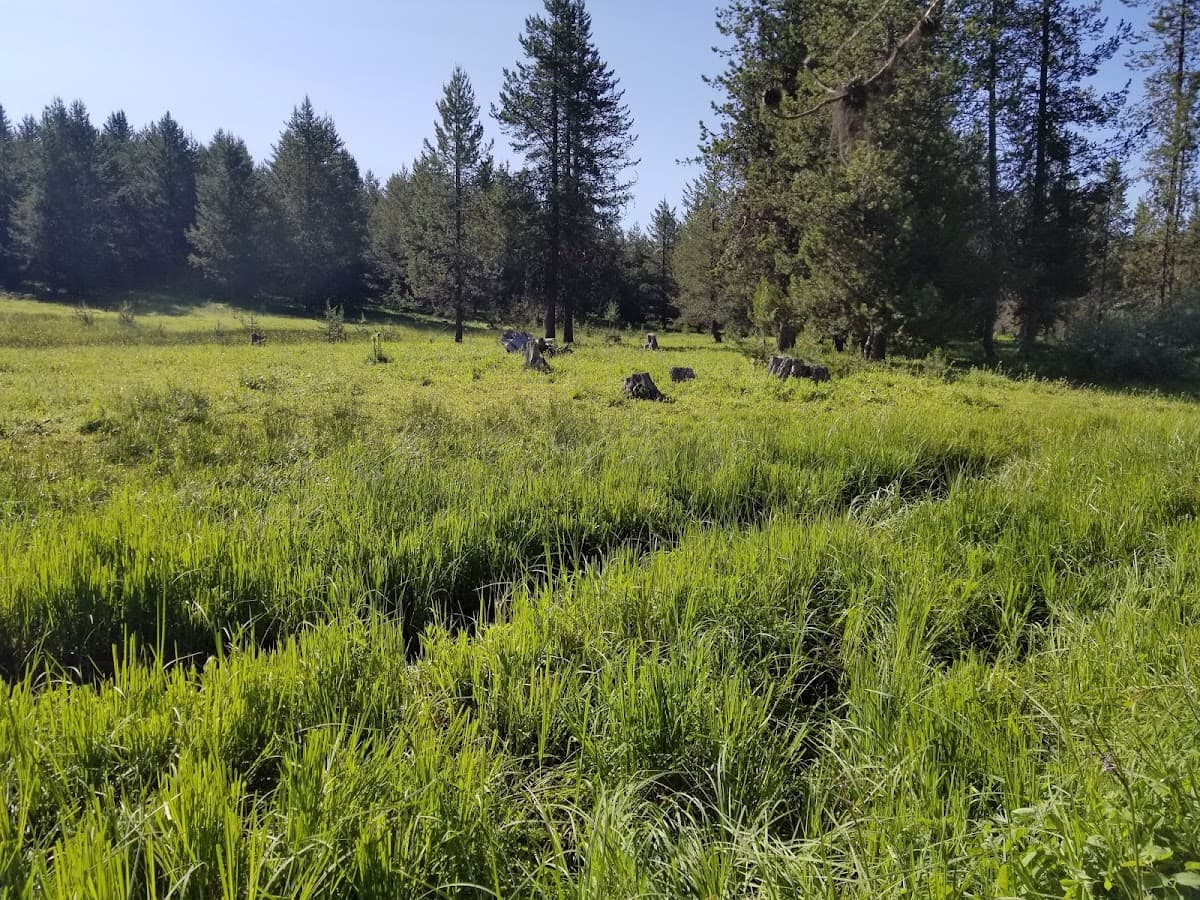 Tripod Meadow
