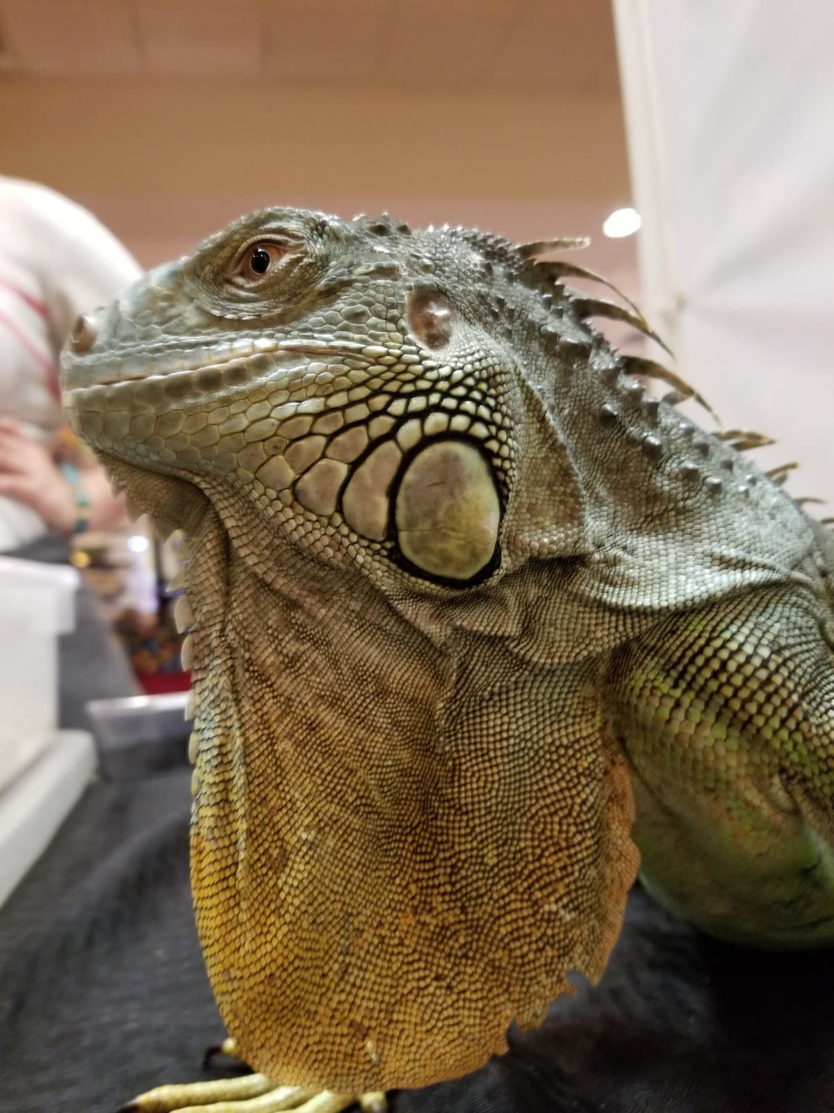 Hotel Lafayette LA North