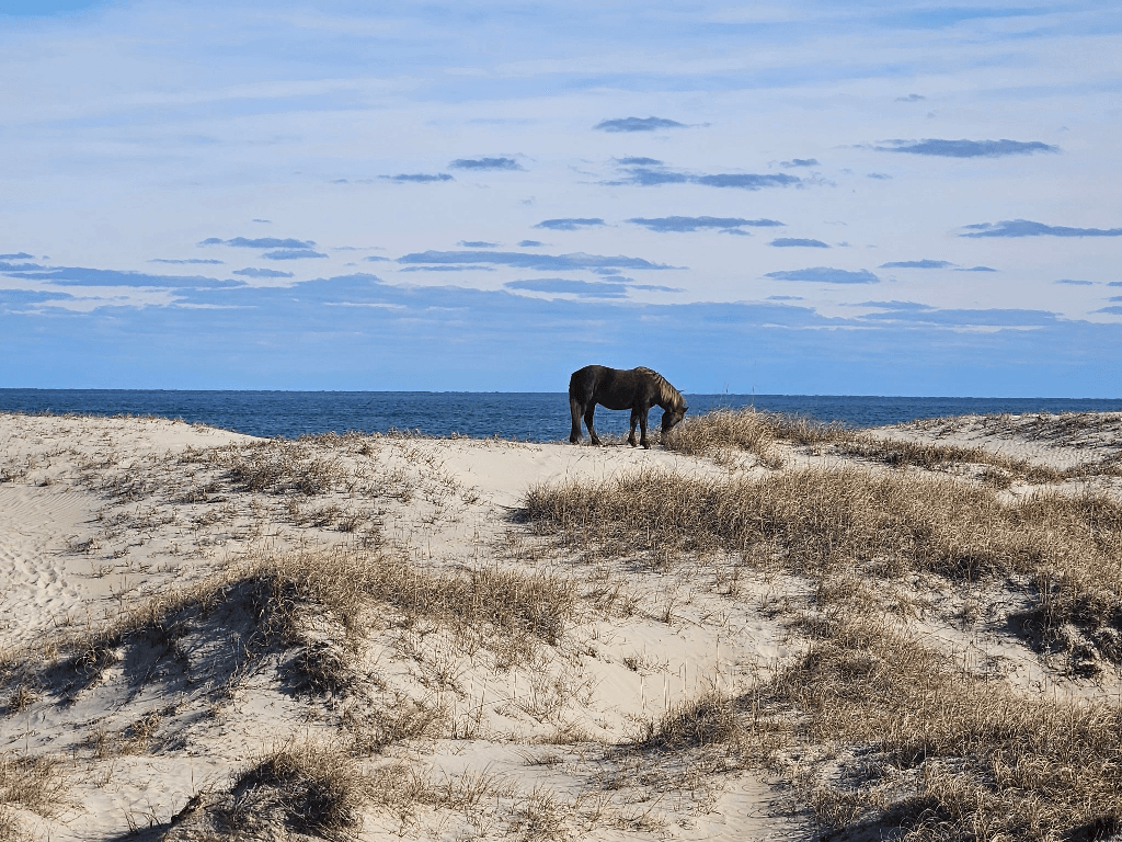 Starstruck OBX