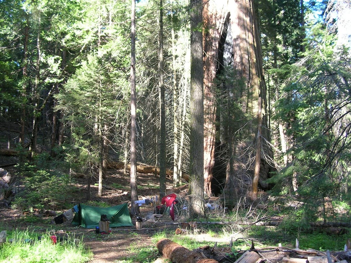 Redwood Meadow