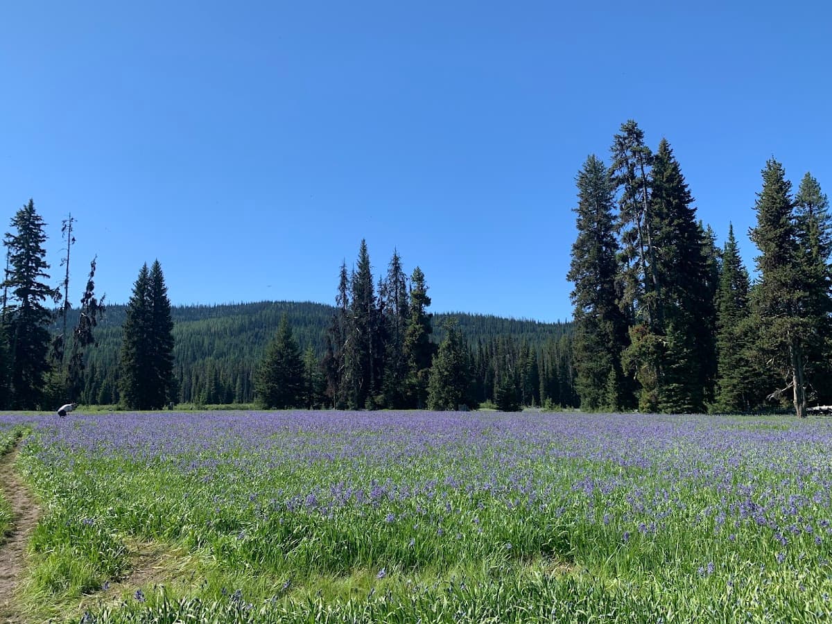 Packer Meadows
