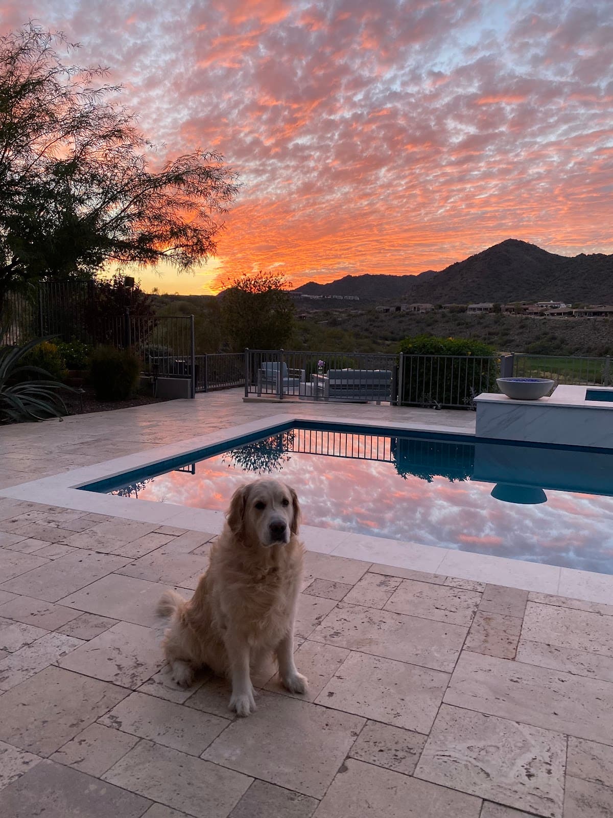 Resilient Luxury Pet Country Club All Inclusive Care