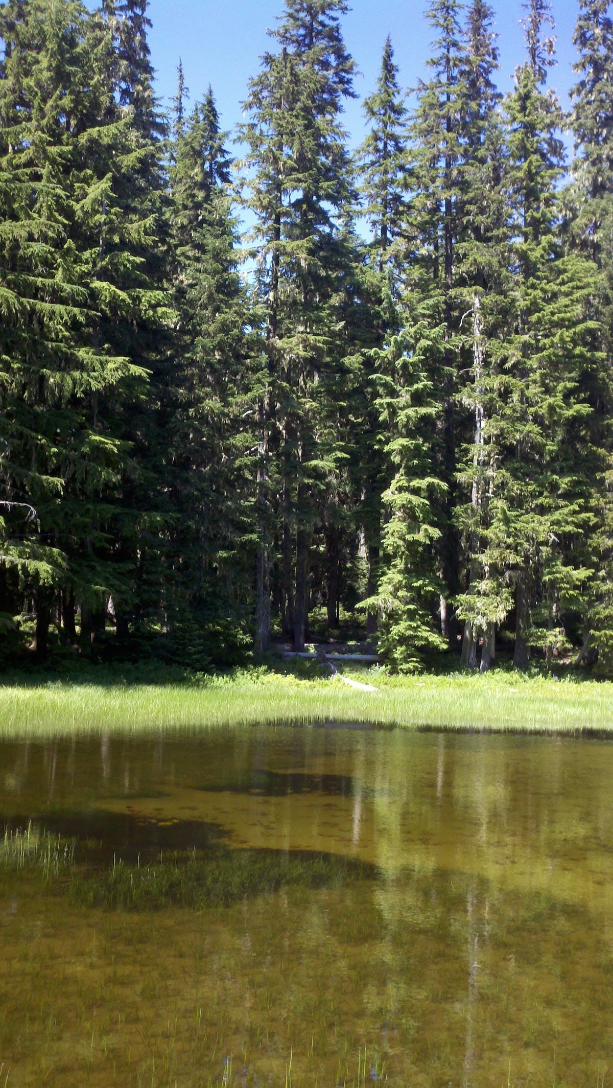 Cache Meadow