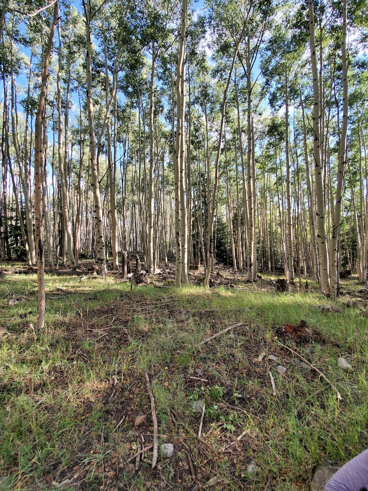 Terry Flat
