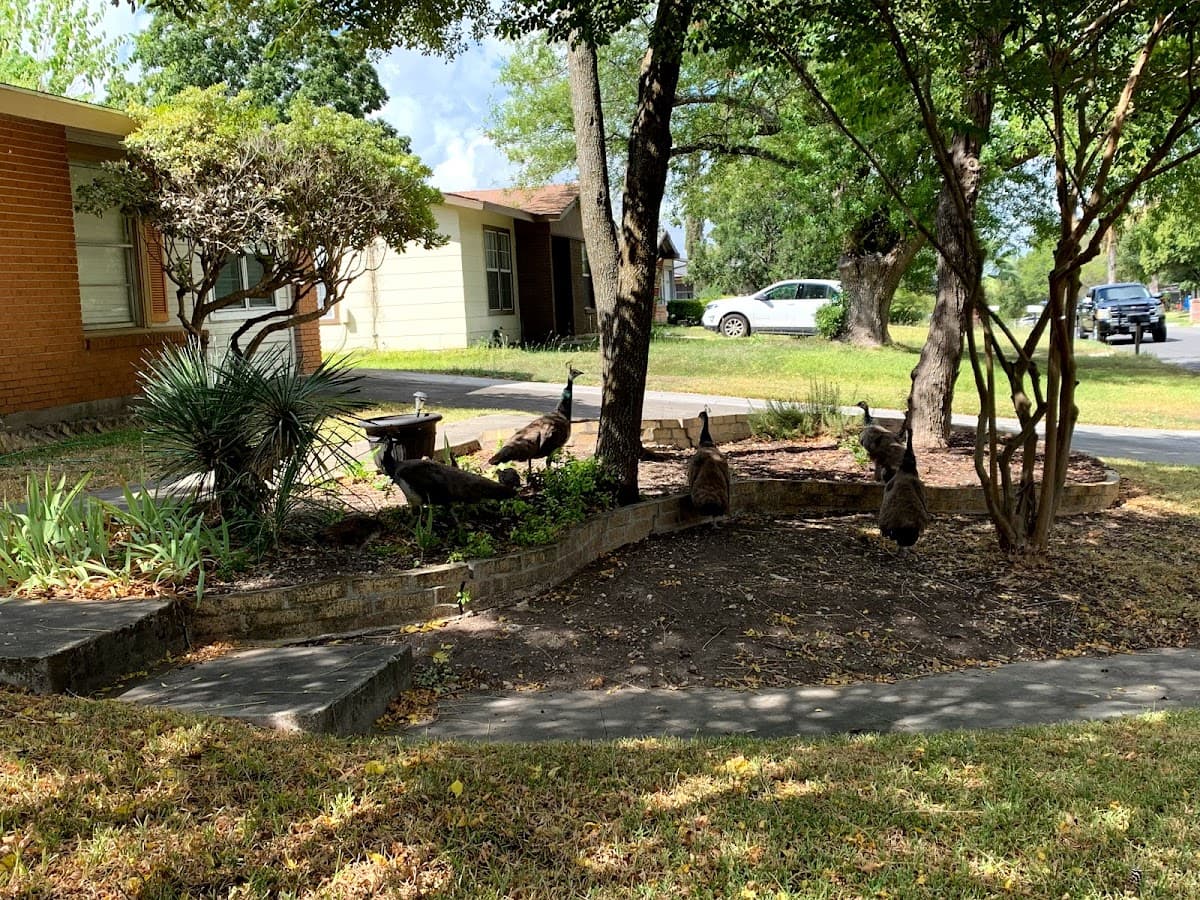 The Peahen House