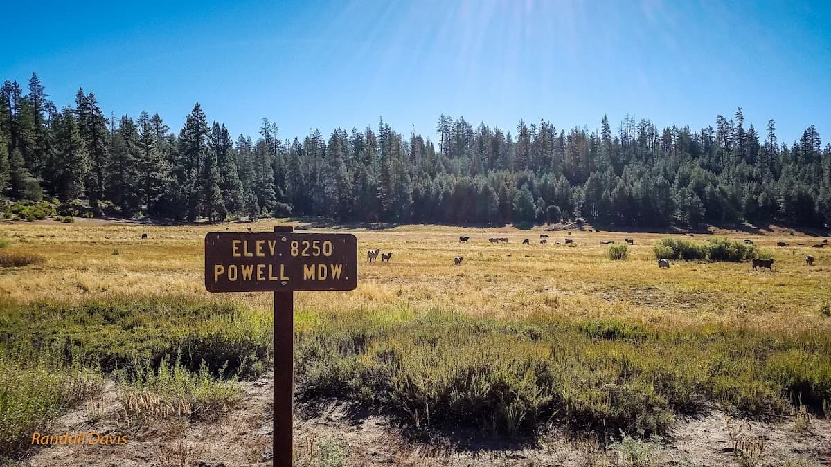 Powell Meadow