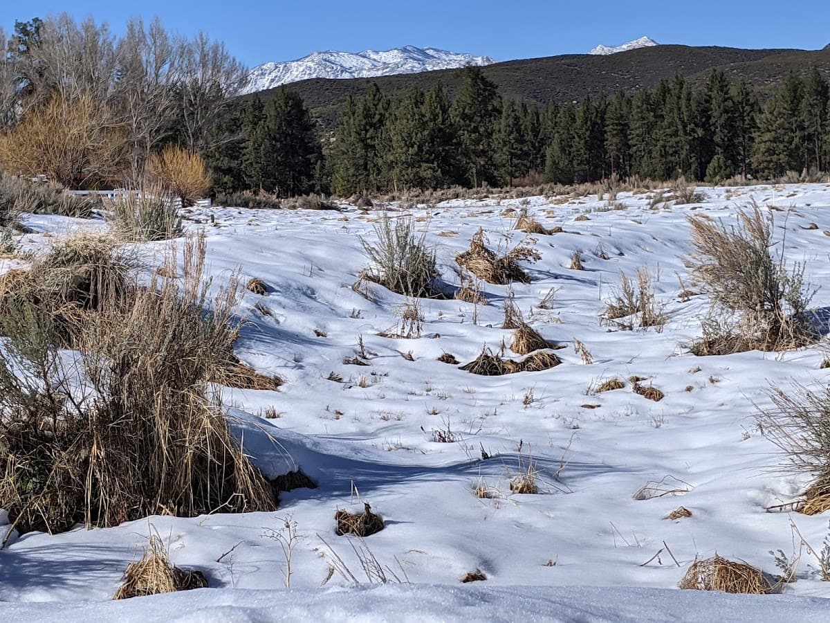 Pine Meadow