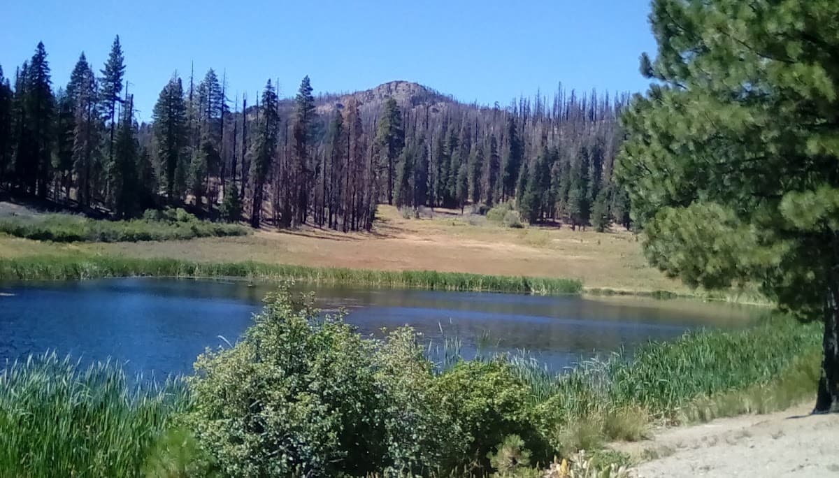 Plaskett Meadows