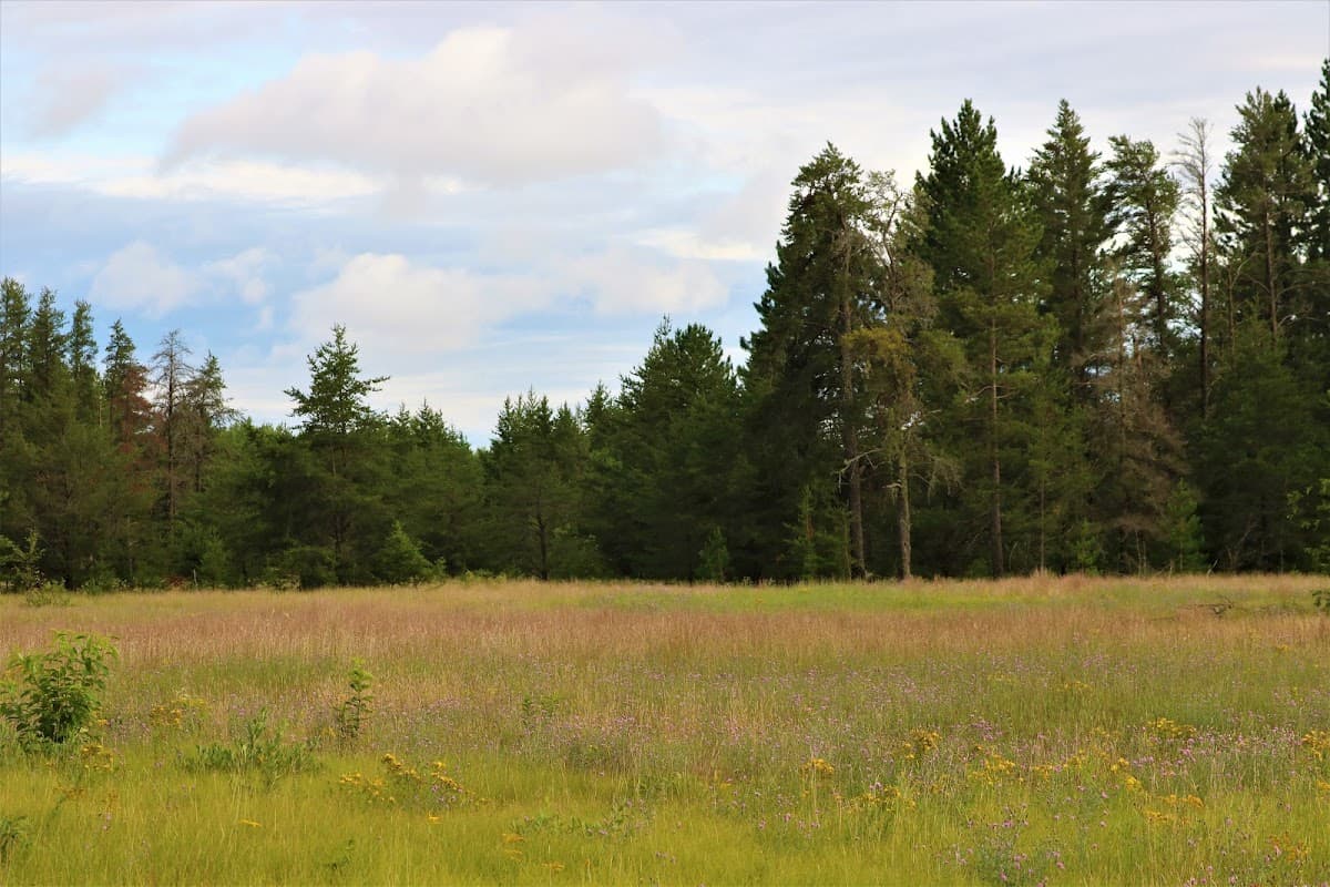 Baraga Plains