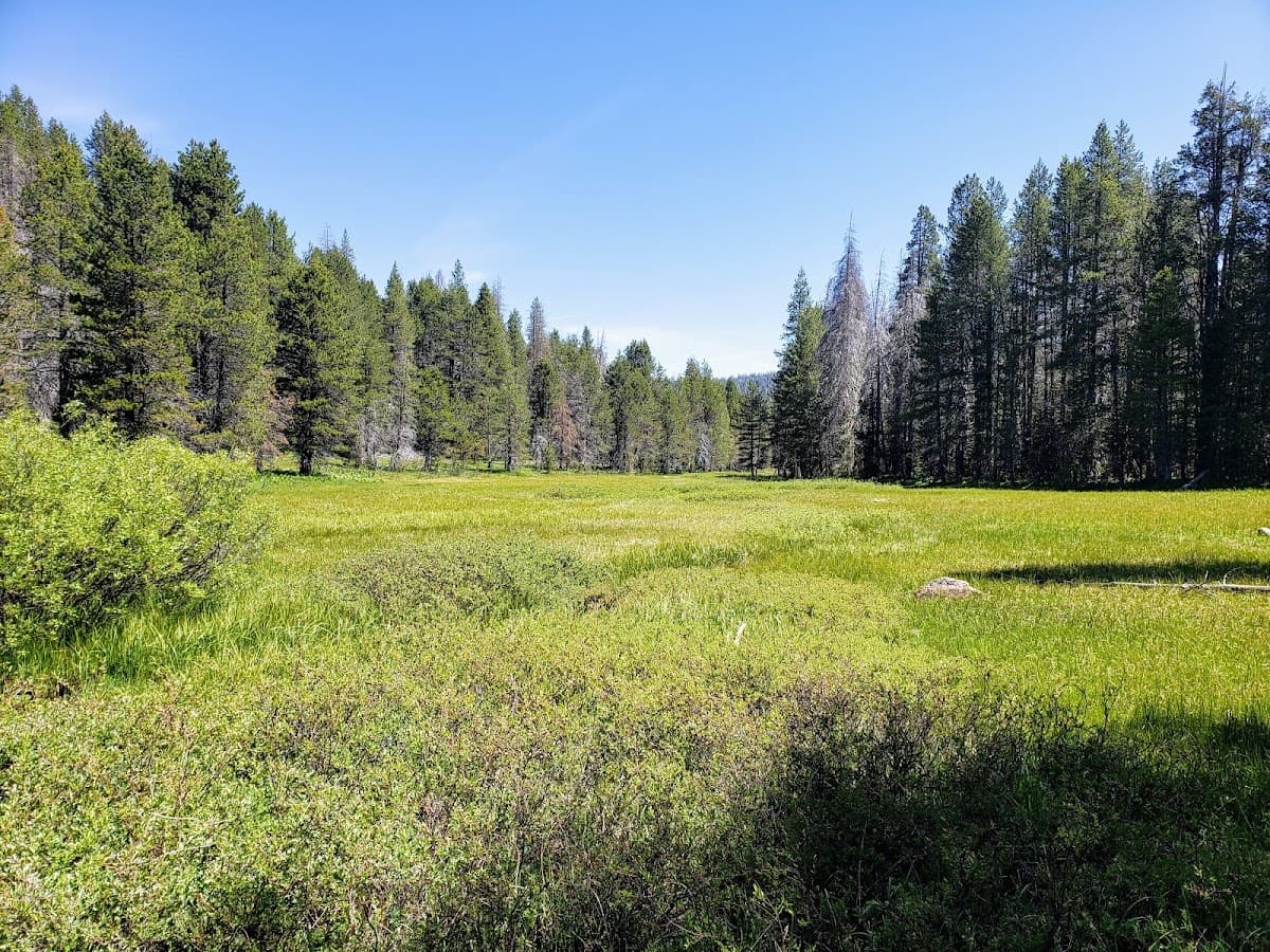 McGurk Meadow