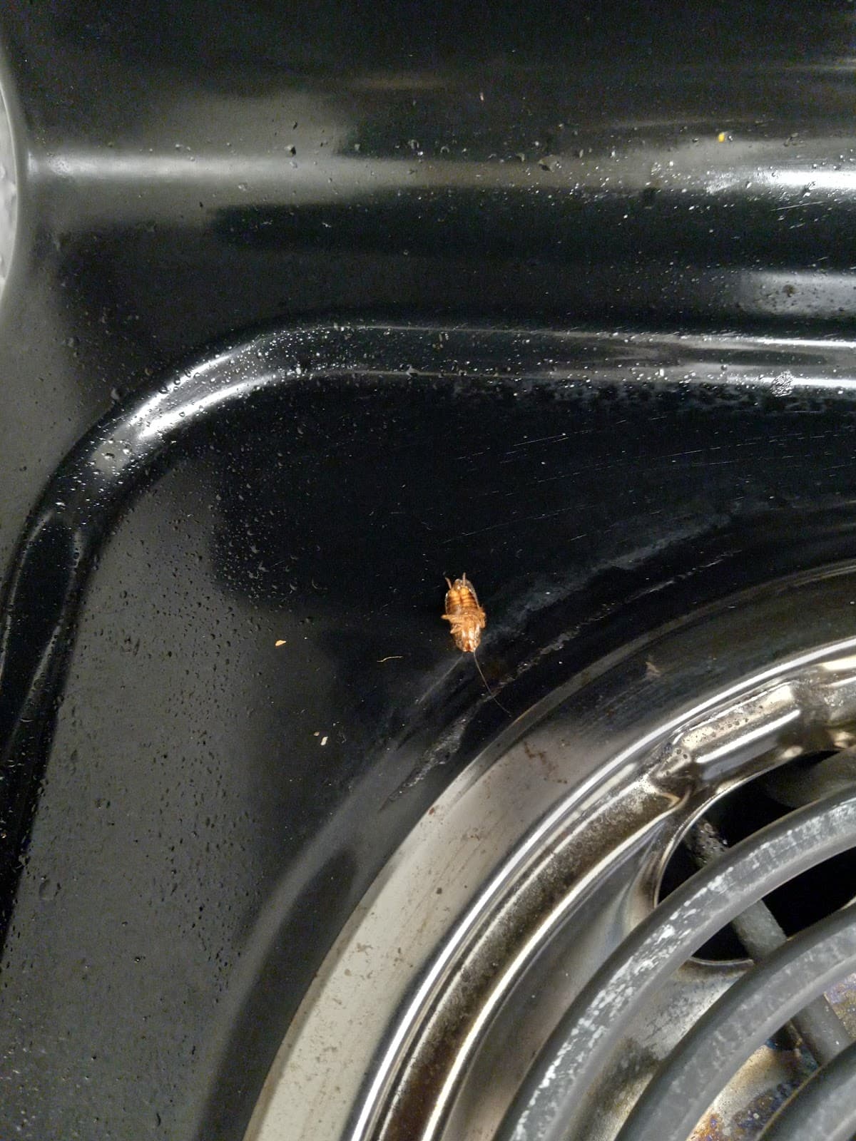 OYO Apartments at Bella Vista