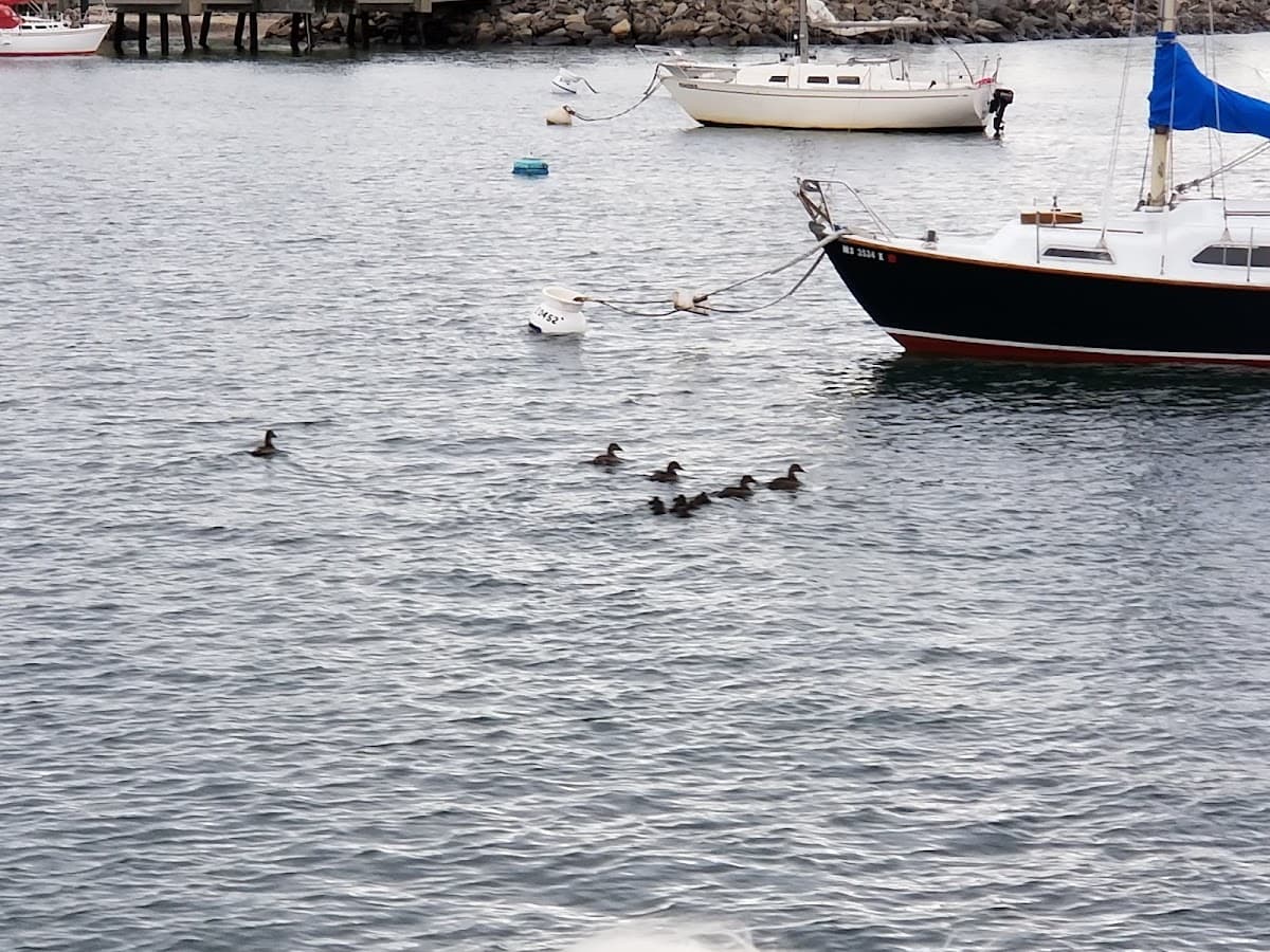 Beverly Harbor