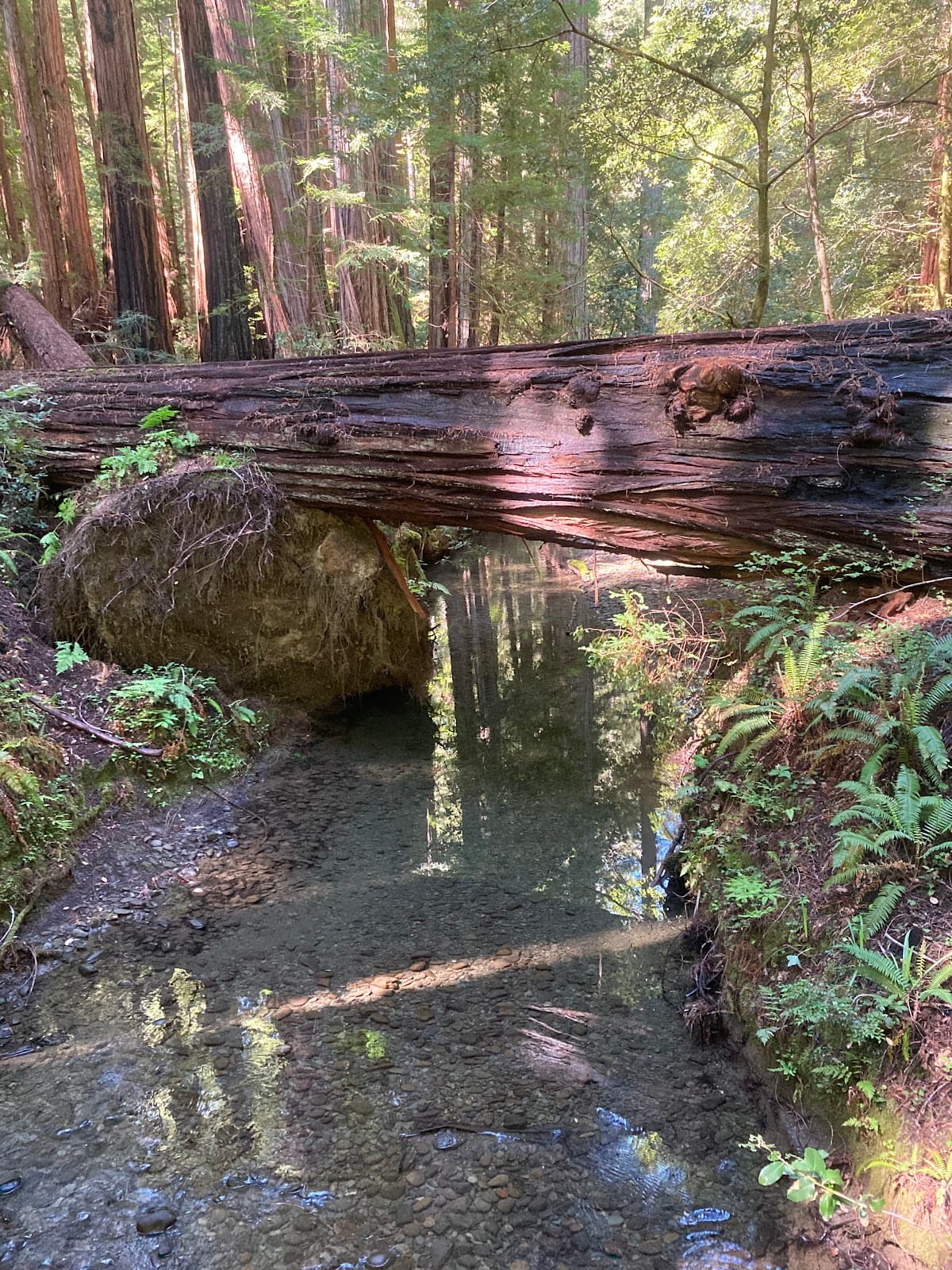 Bull Creek Flat