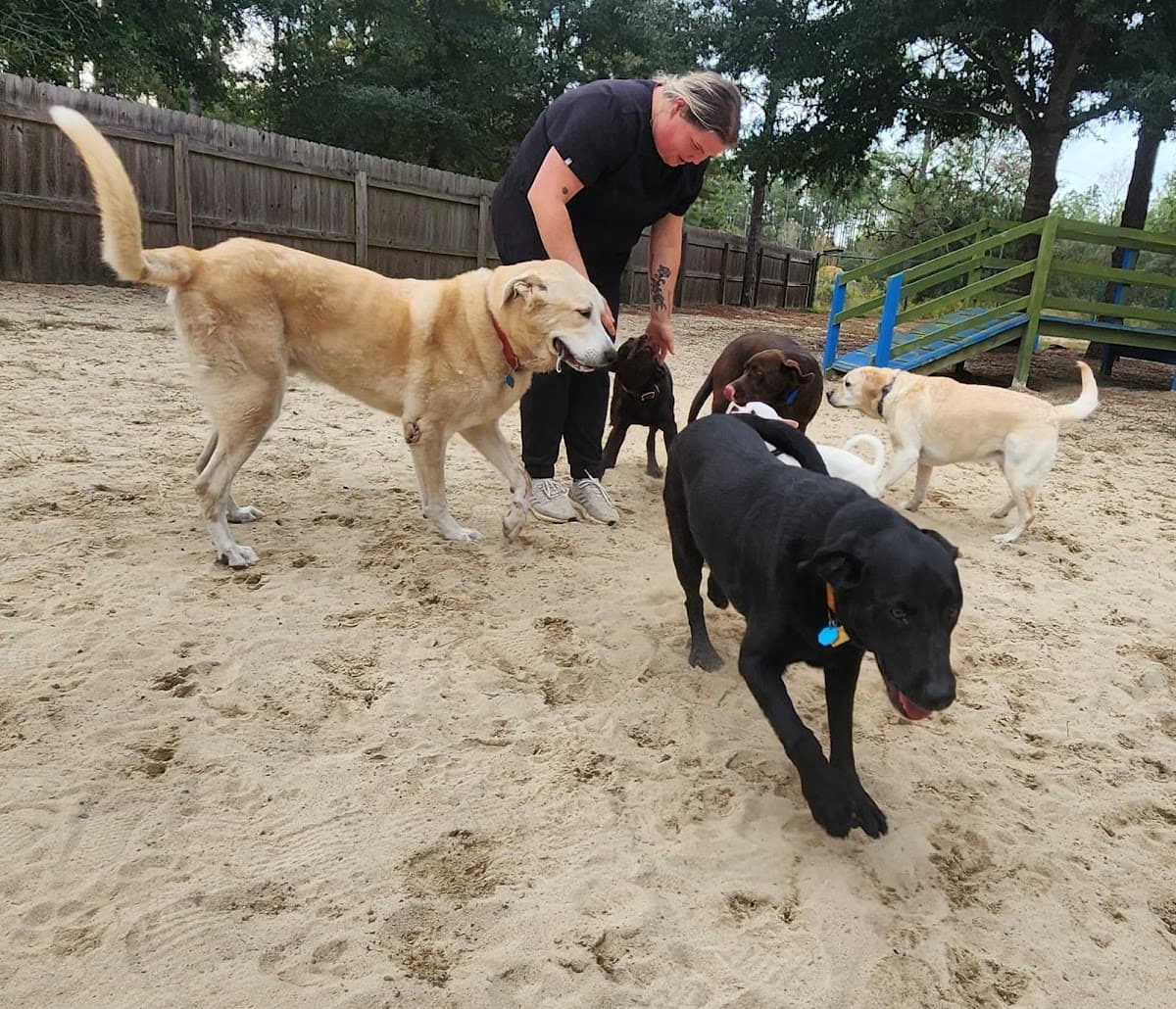 Best Pals Pet Resort