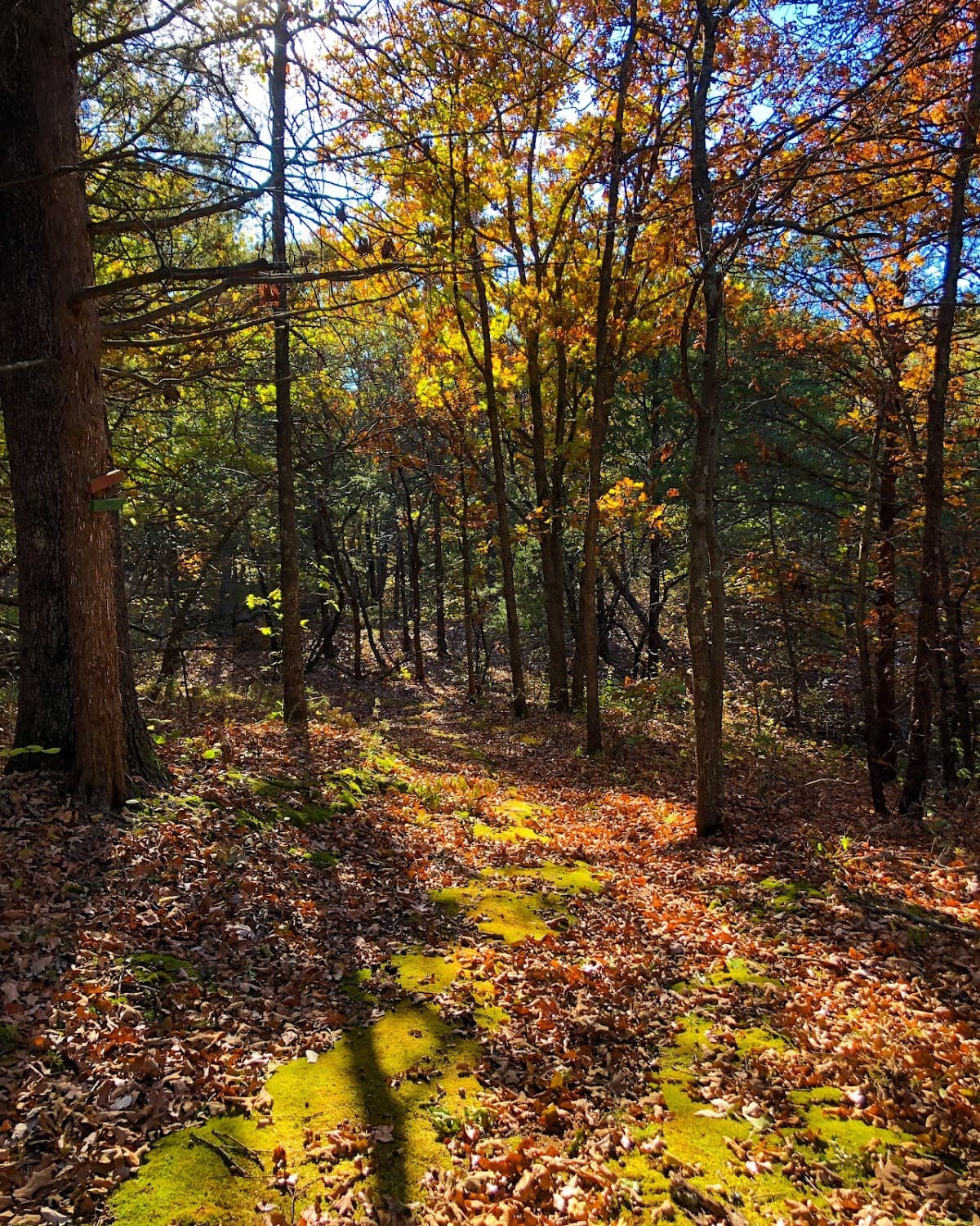 St Francis of the Woods