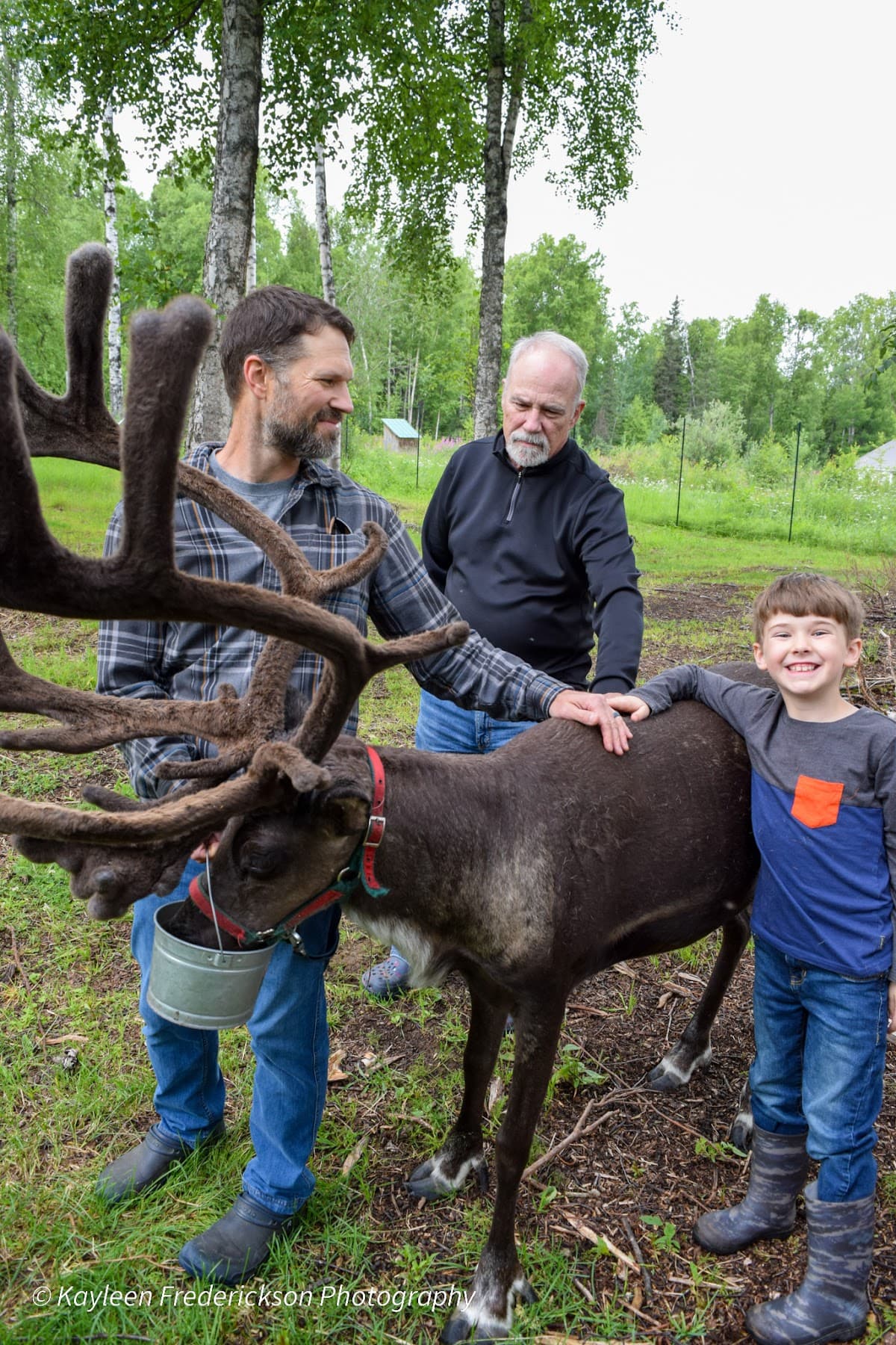 The Reindeer Grove