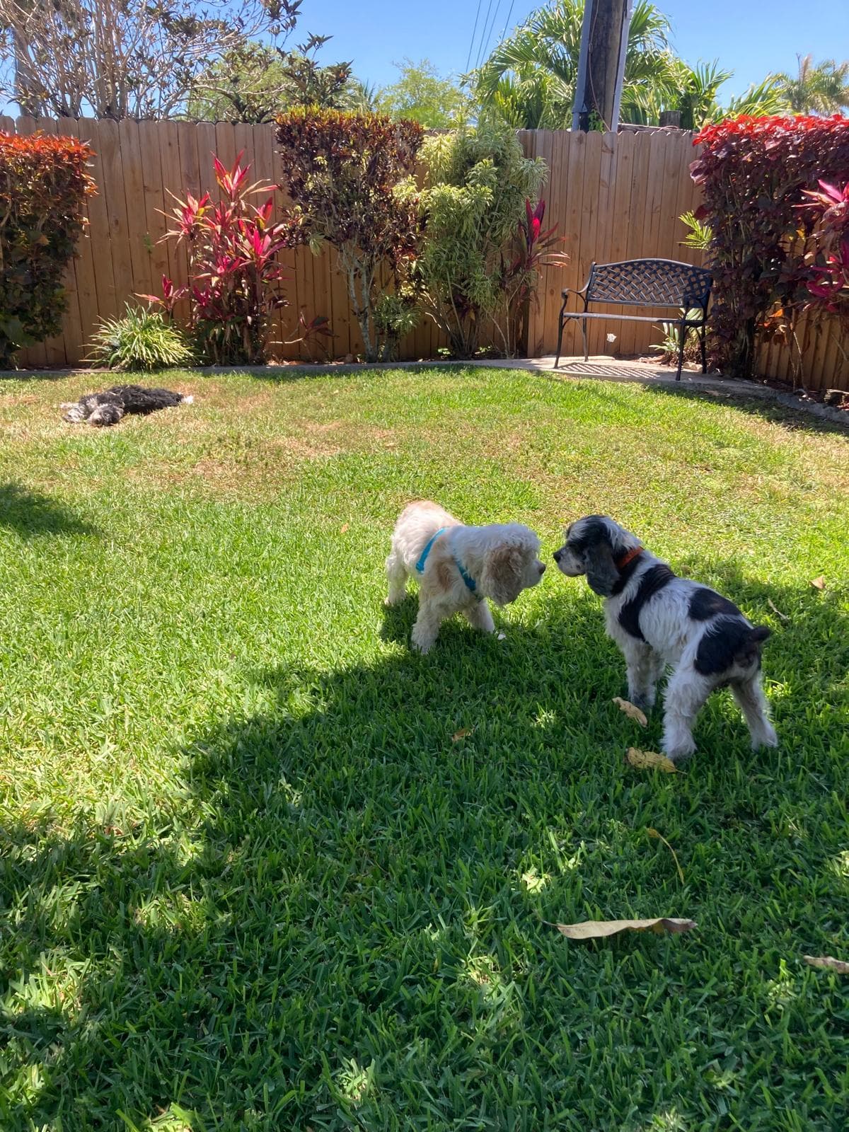 DOG BOARDING | PET SITTER | JR DOG HOTEL