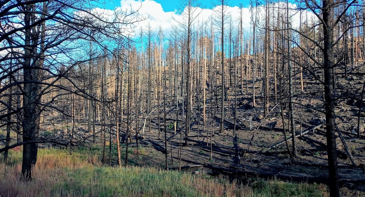 Beaver Meadows