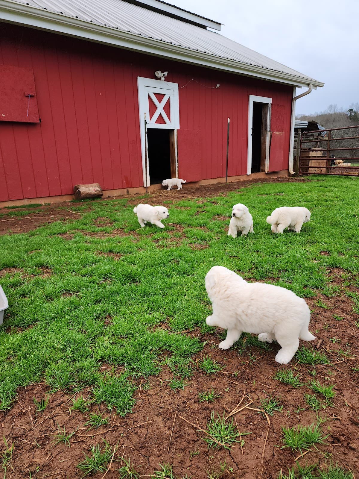 Black Creek Farm