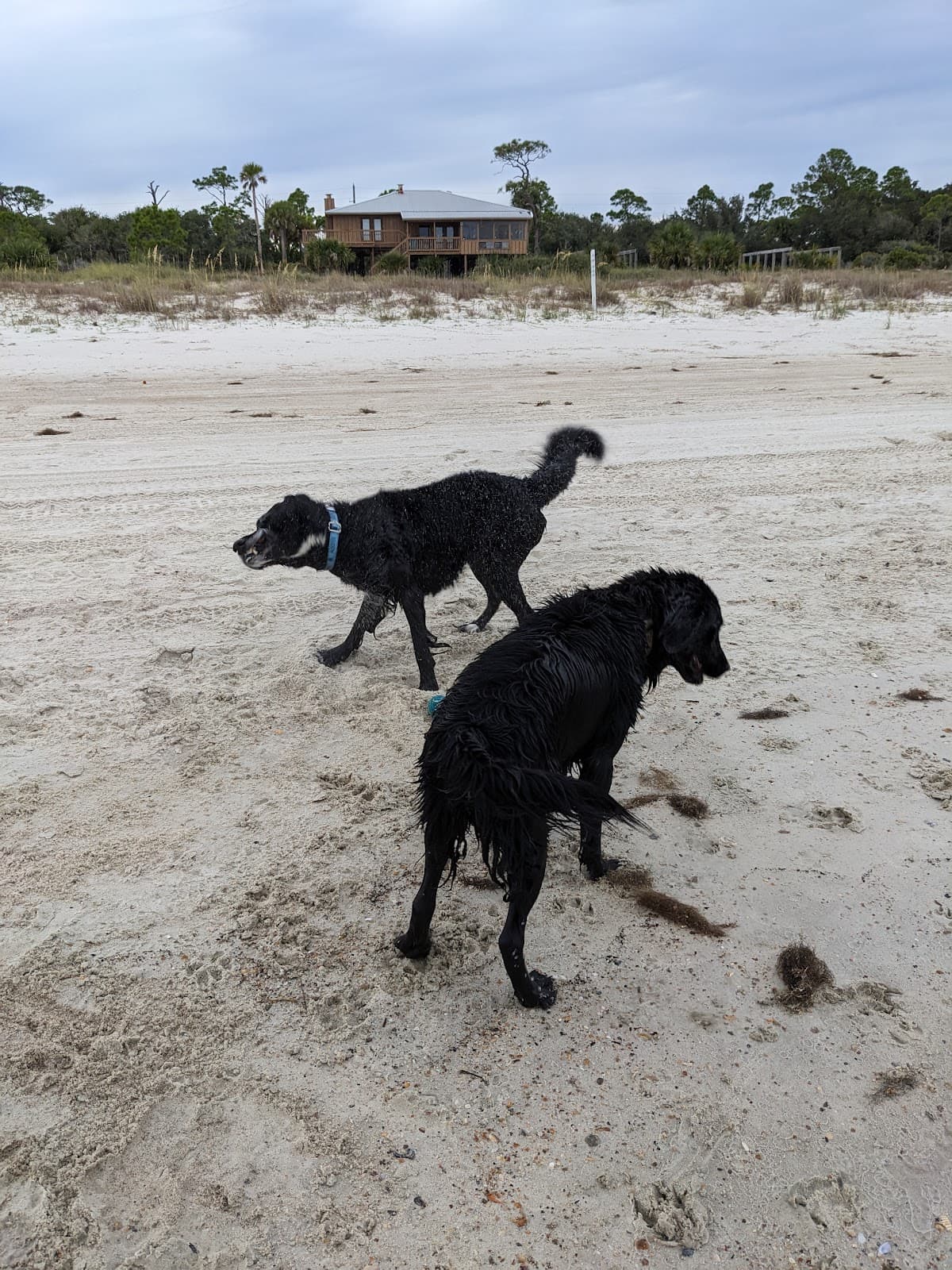 The Lucky Dog Beach House