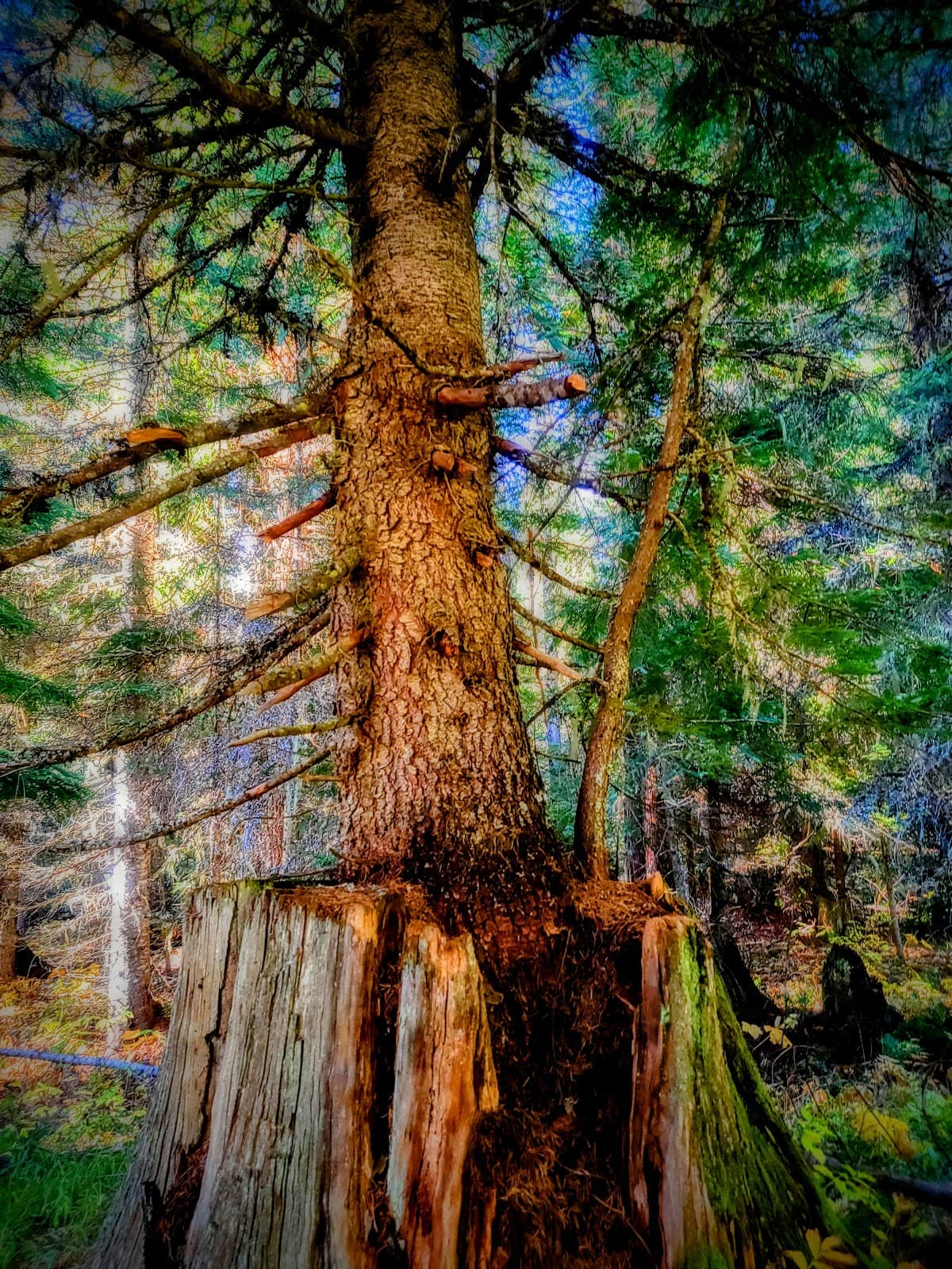 Gypsy Meadows