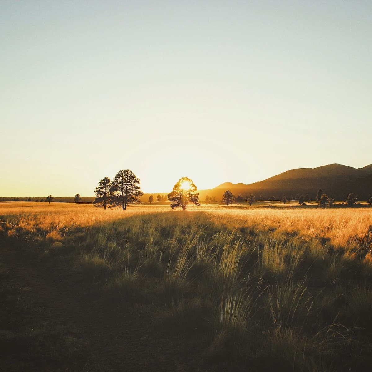 Government Prairie