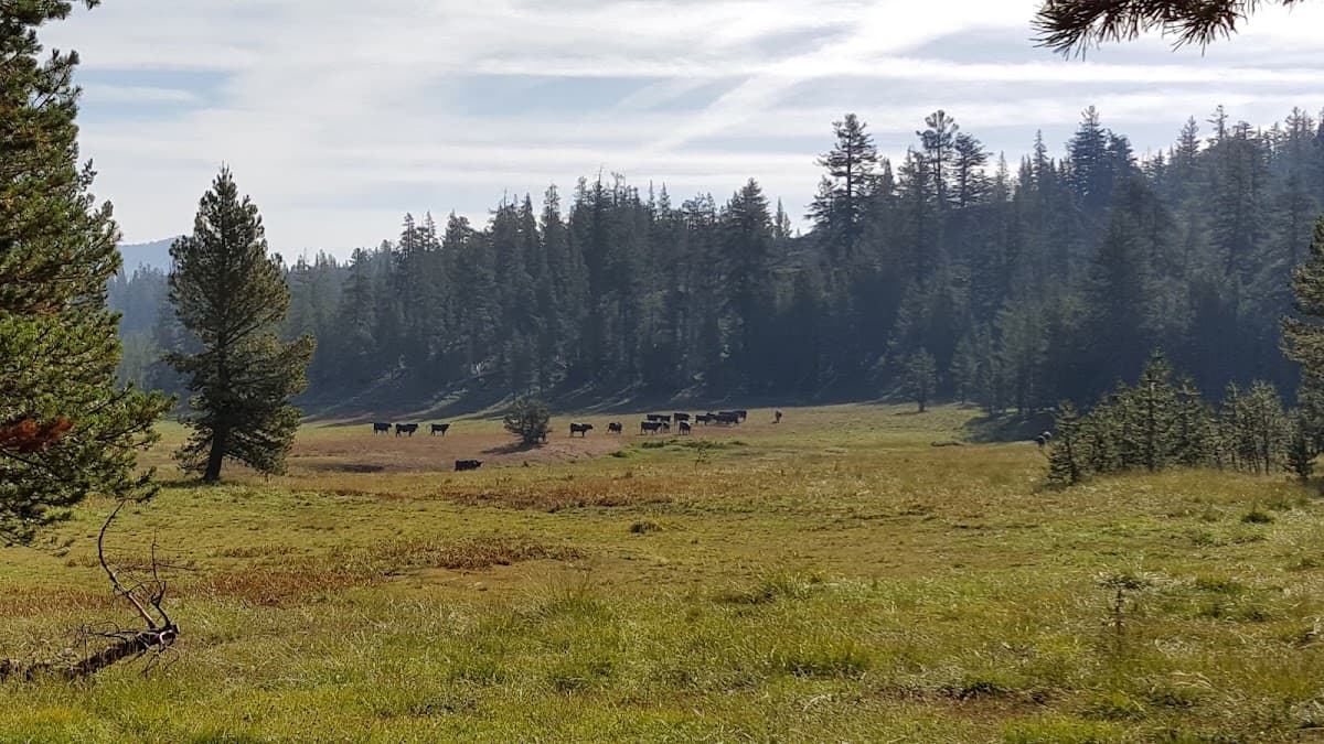 Lower Gardner Meadow