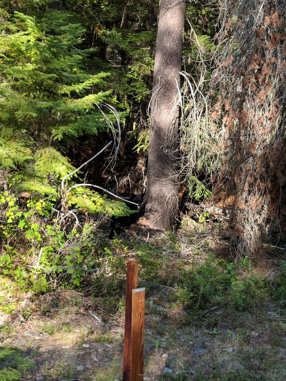 Hughes Meadows