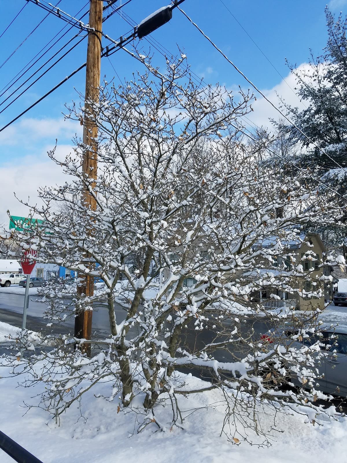 Locust Lane