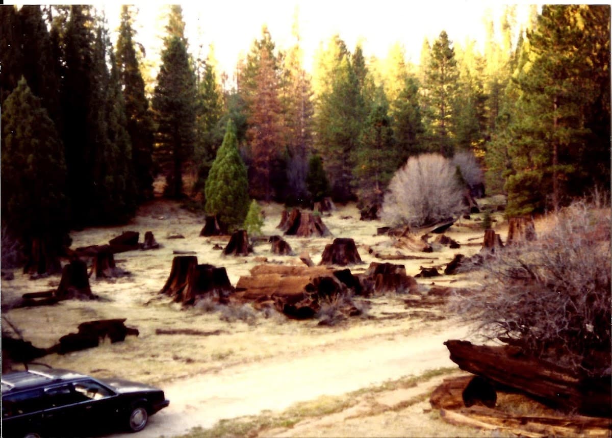 Stump Meadow