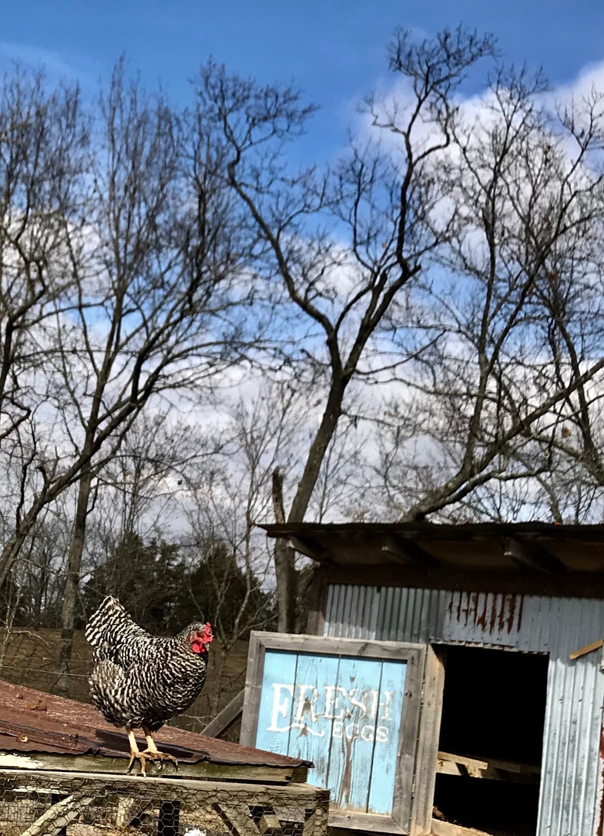 Spring Creek Place Cabins