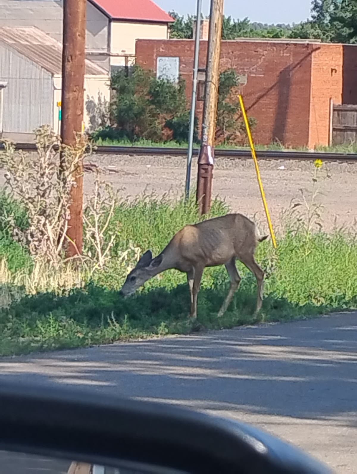Walsenburg Co