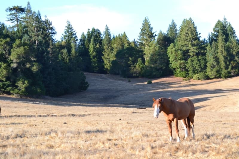 Farm Stay Inn at Blackbird Farm